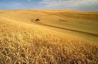 Ingredients Matter: Understanding the Many Types of Wheat