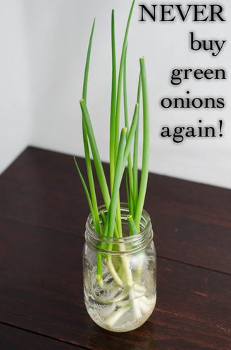 Never Buy Green Onions Again.jpg
