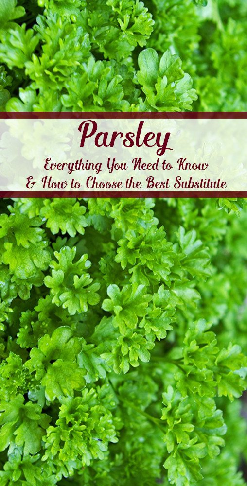 top 28 parsley substitute parsley dried substitutes ingredients equivalents what s the top 28 parsley substitute parsley dried substitutes ingredients equivalents what s the