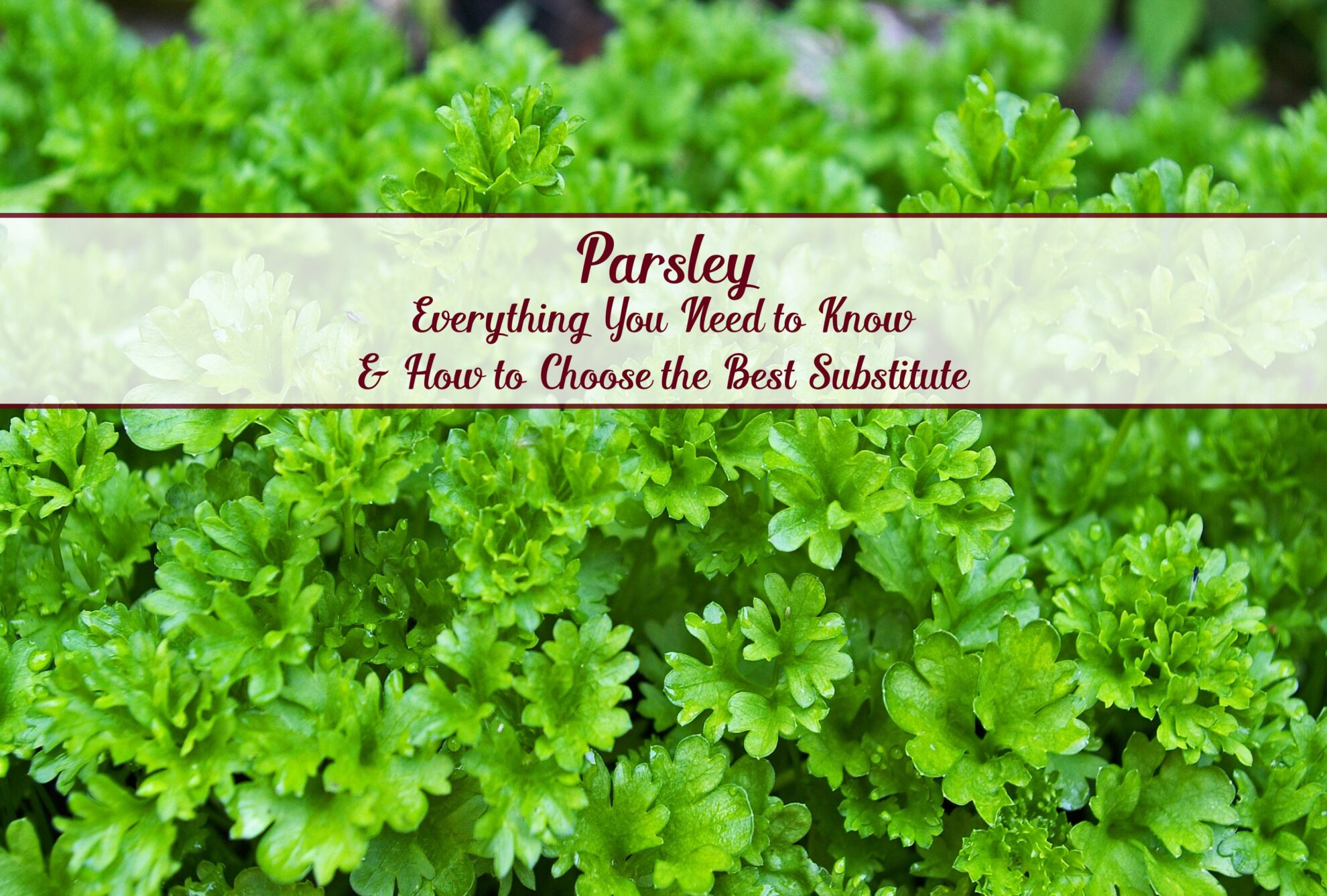 parsley thyme substitute