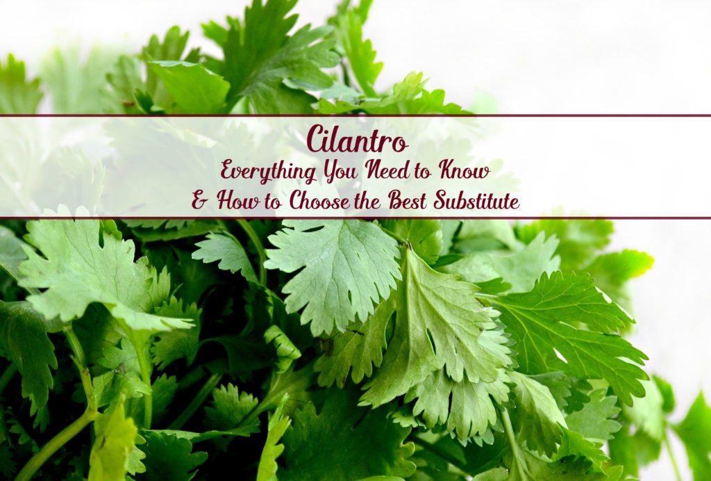 Cilantro: everything you need to know and how to choose the best substitute. Where to find, where to use, how to store, and more.