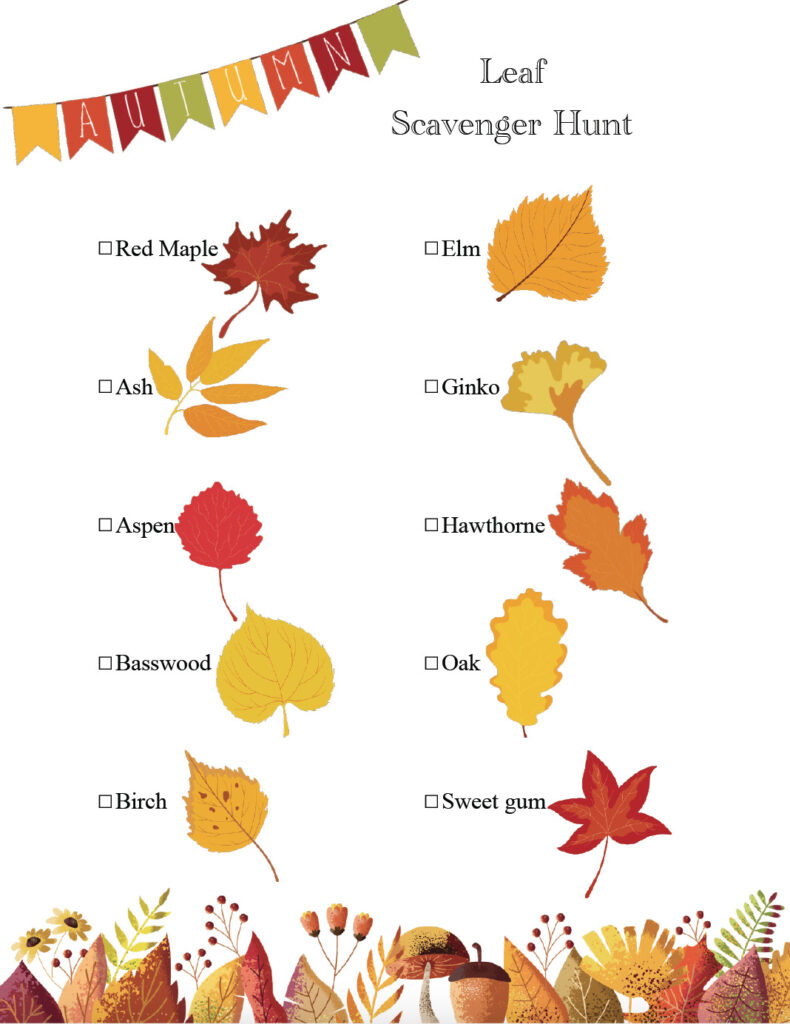 Free printable fall scavenger hunt: leaf with 10 types of leaves